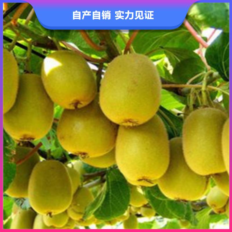 广州1.2米秦美猕猴桃苗亩产多少1.2米