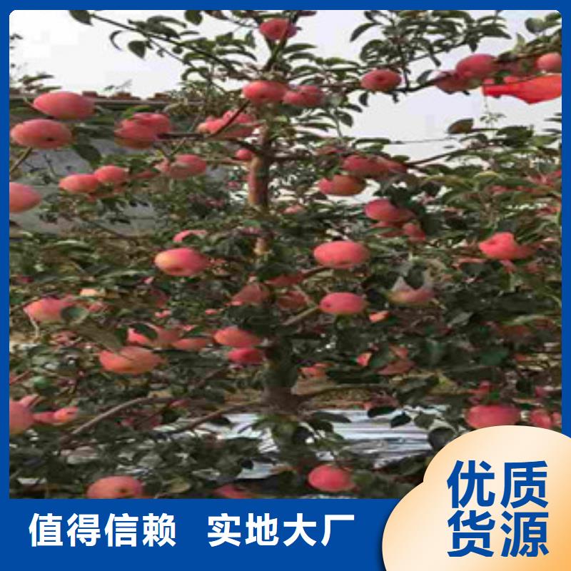 忻州海珠短富1号苹果树苗生产基地