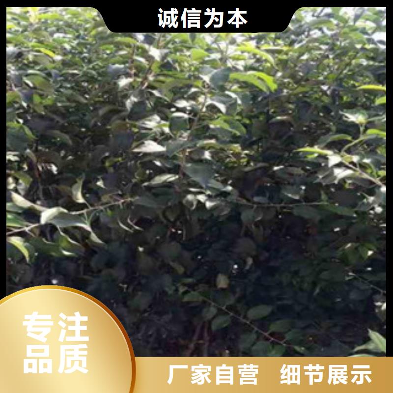 佛山锦绣红苹果树苗品种