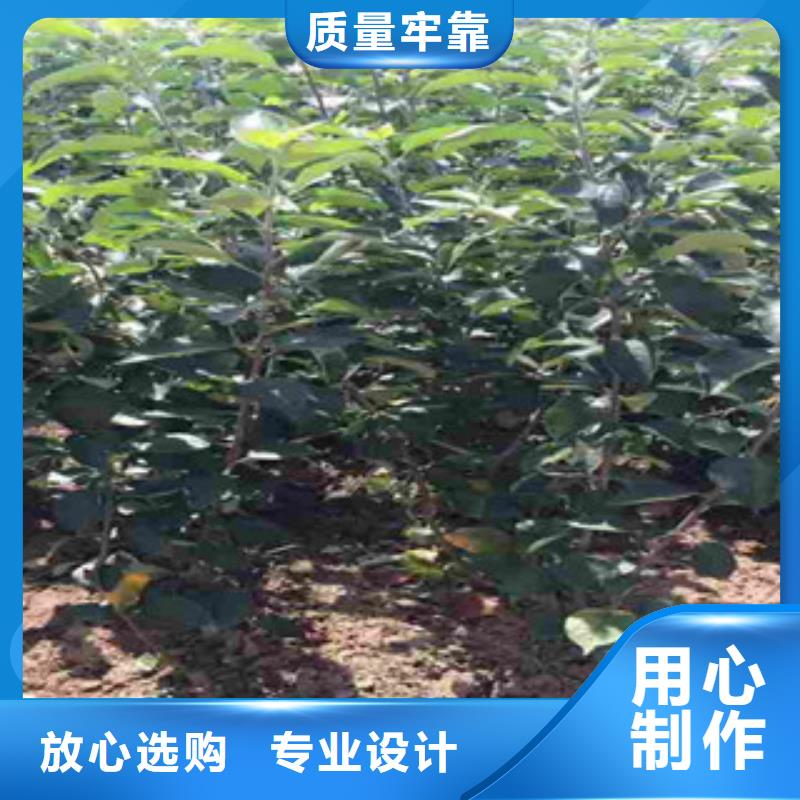 永州凉香苹果树苗供应