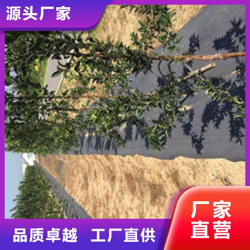 深圳烟富3苹果树苗品种介绍