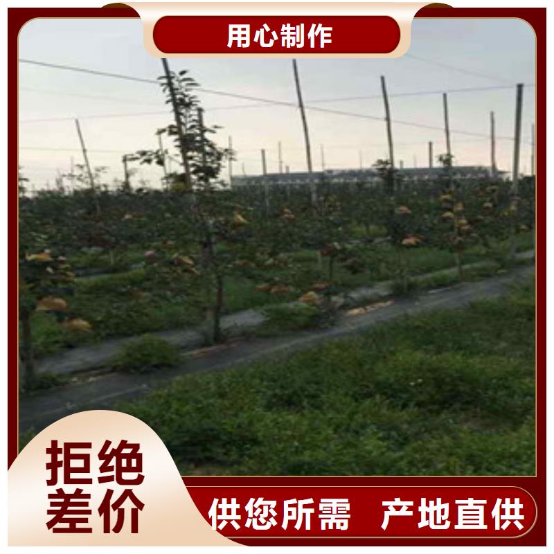 武汉长富2苹果树苗种植技术