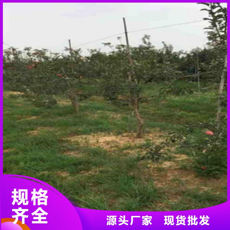 黄冈烟富9苹果树苗哪里的品种纯