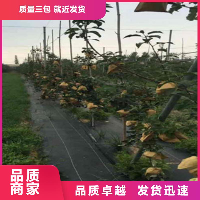 锡林郭勒中熟苹果树苗种植方法