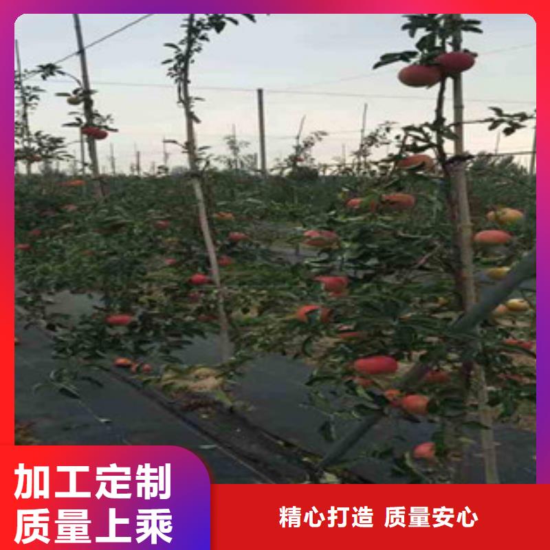 庆阳藤牧一号苹果树苗亩产多少
