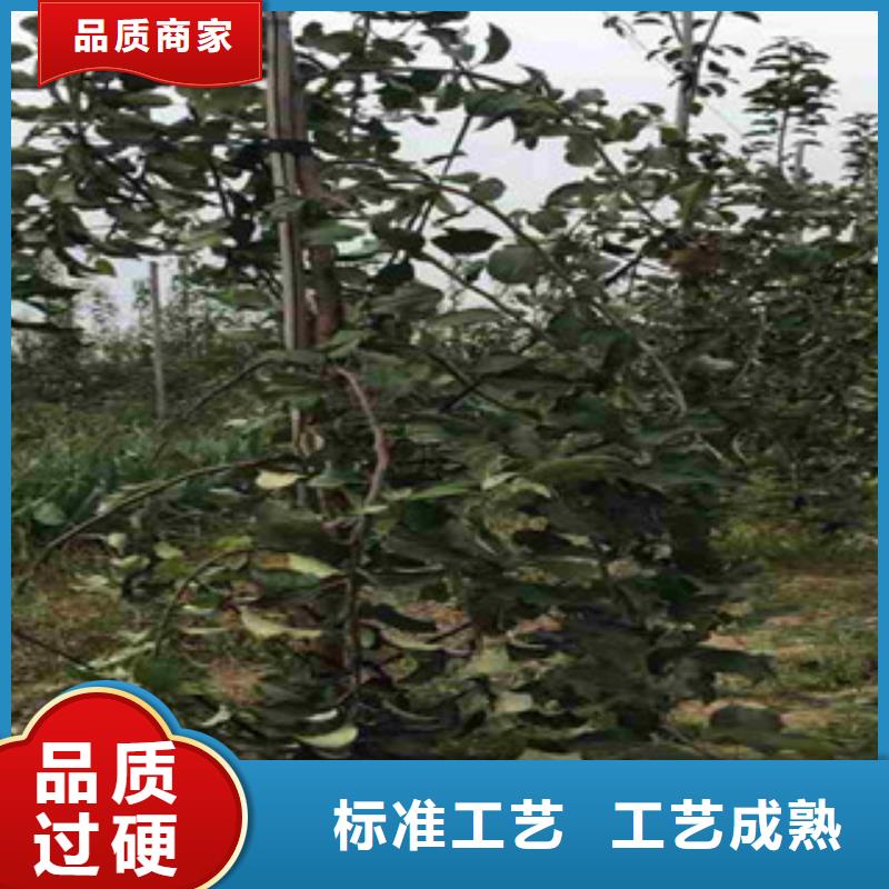 上海华玉苹果树苗种植时间