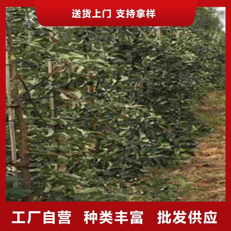 烟台太极红苹果树苗种植技术