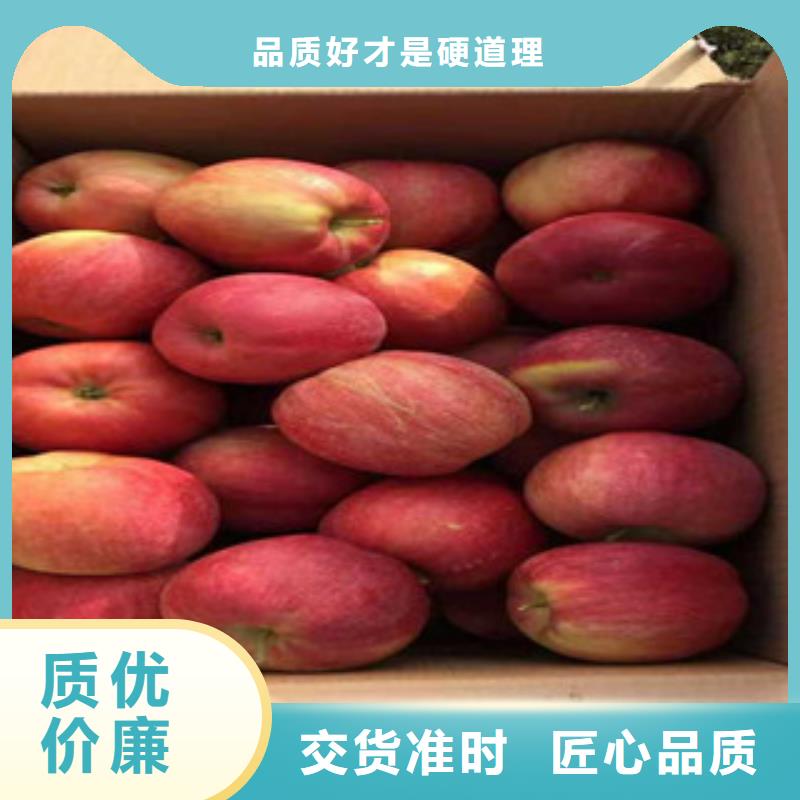 连云港信浓甜苹果树苗品种介绍