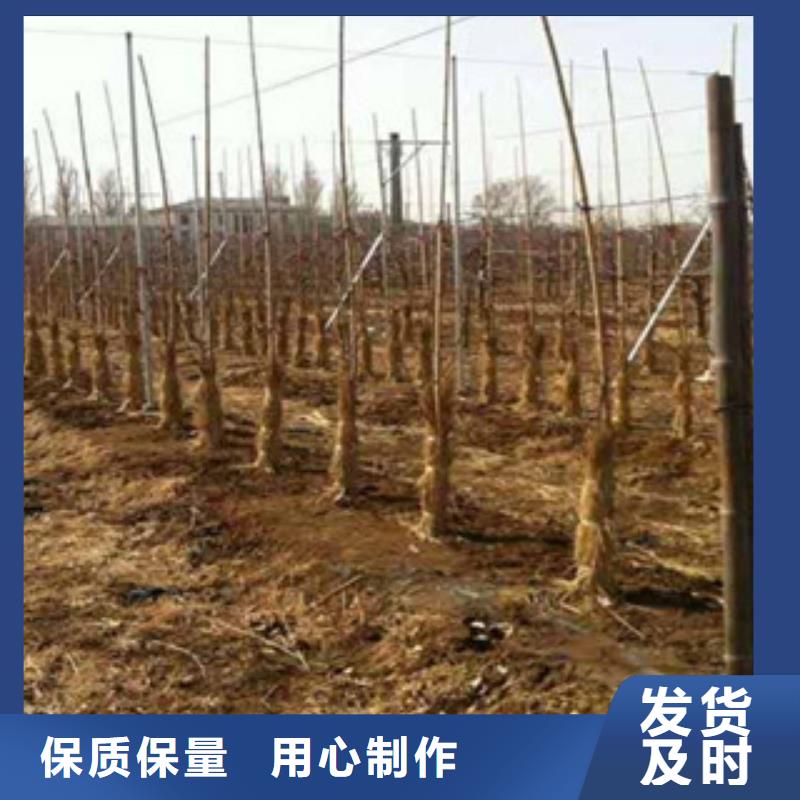 黄冈太极红苹果树苗种植方法