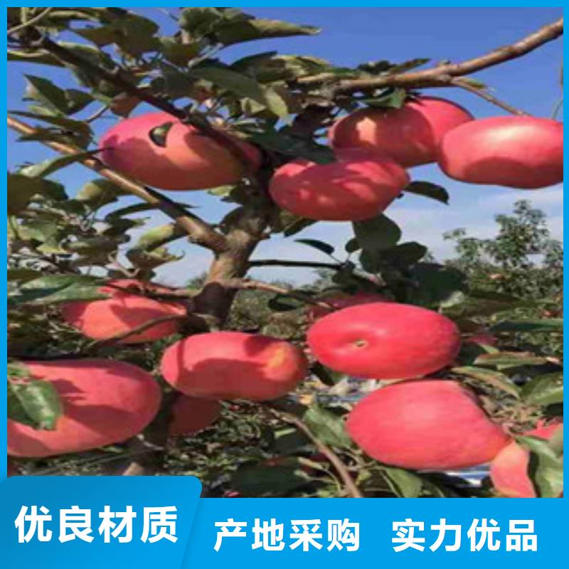 佳木斯华玉苹果树苗品种
