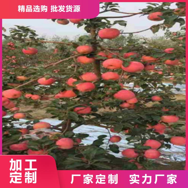 威海甘红苹果树苗供应