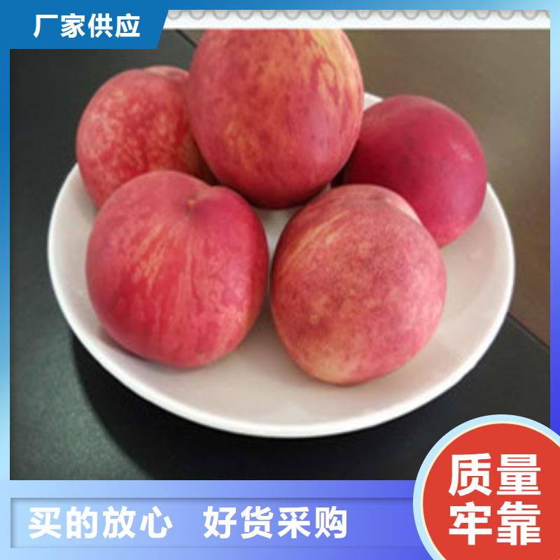 上海黄金冠桃树苗高产品种