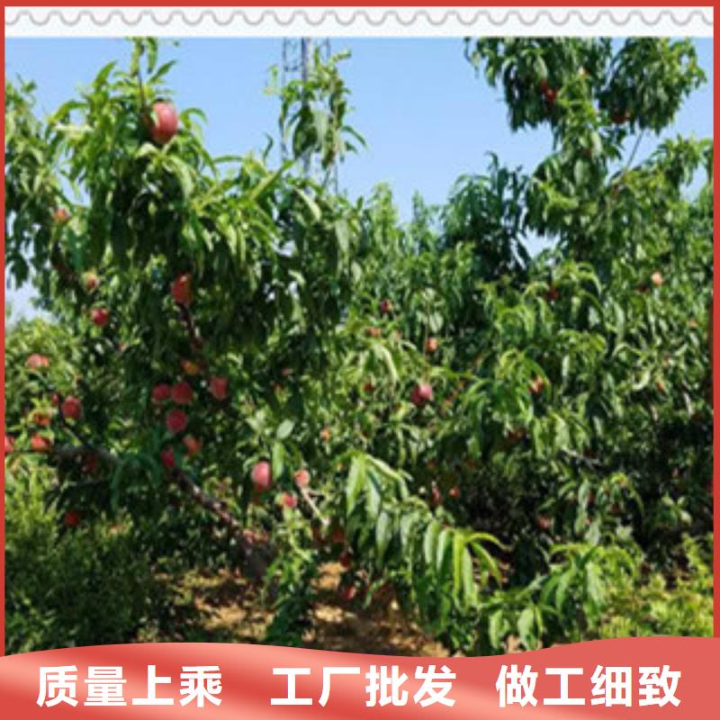 自贡永莲蜜桃6号桃树苗哪里的品种纯