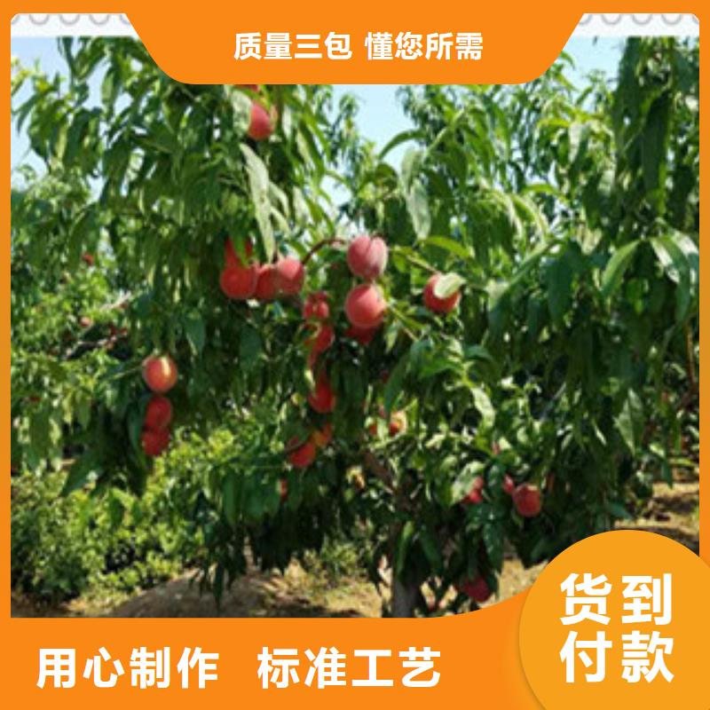 自贡中华寿桃树苗高产品种
