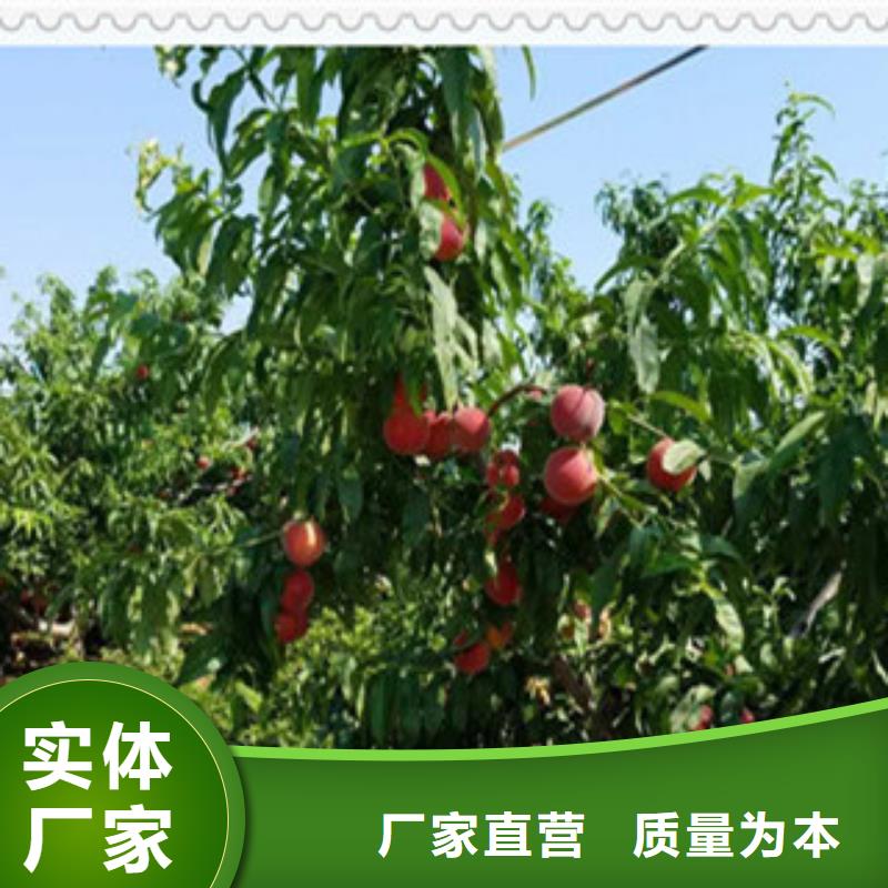 自贡双红油桃树苗多少钱一株