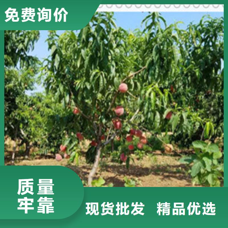 长春中油21桃树苗种植方法