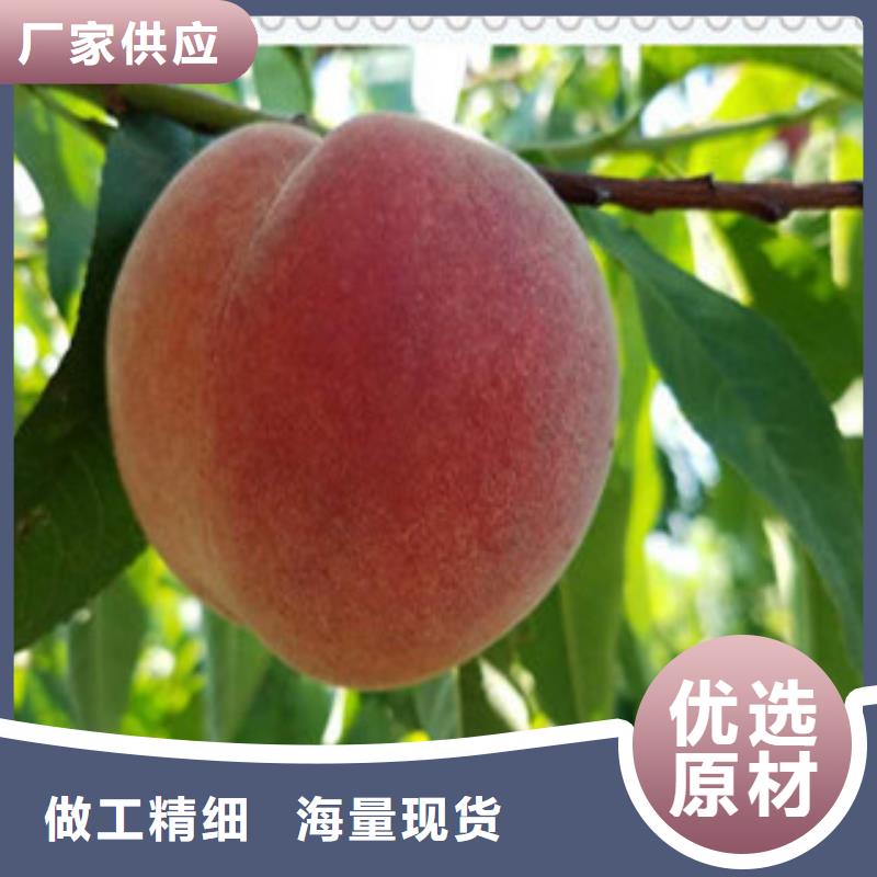 广州血桃树苗品种