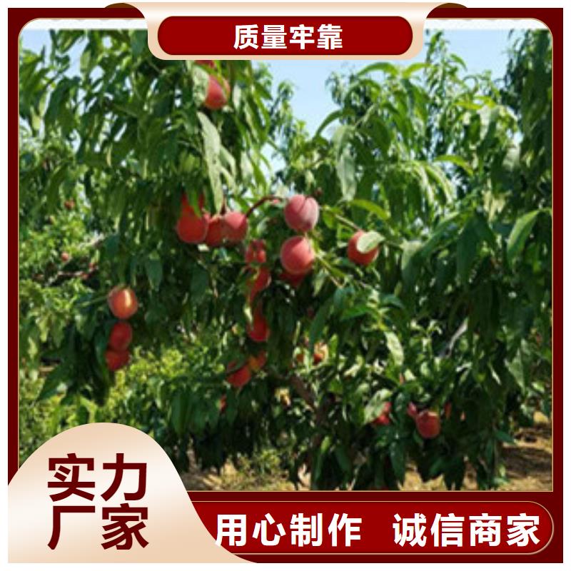 重庆中桃金蜜桃树苗种植方法