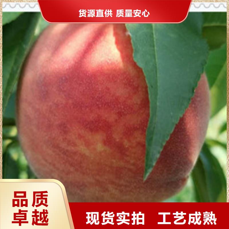 黄冈中油18桃树苗品种大全