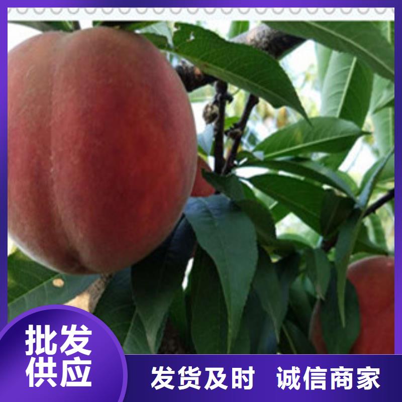 广州中油19桃树苗亩产多少