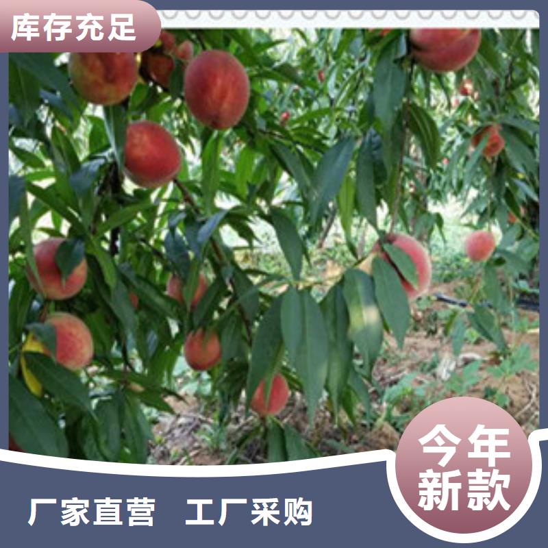 三亚中油19桃树苗品种介绍