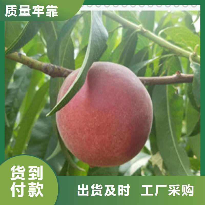 绍兴中油20桃树苗基地图片