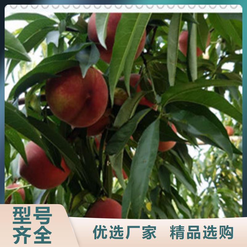 滁州中油18桃树苗种植时间