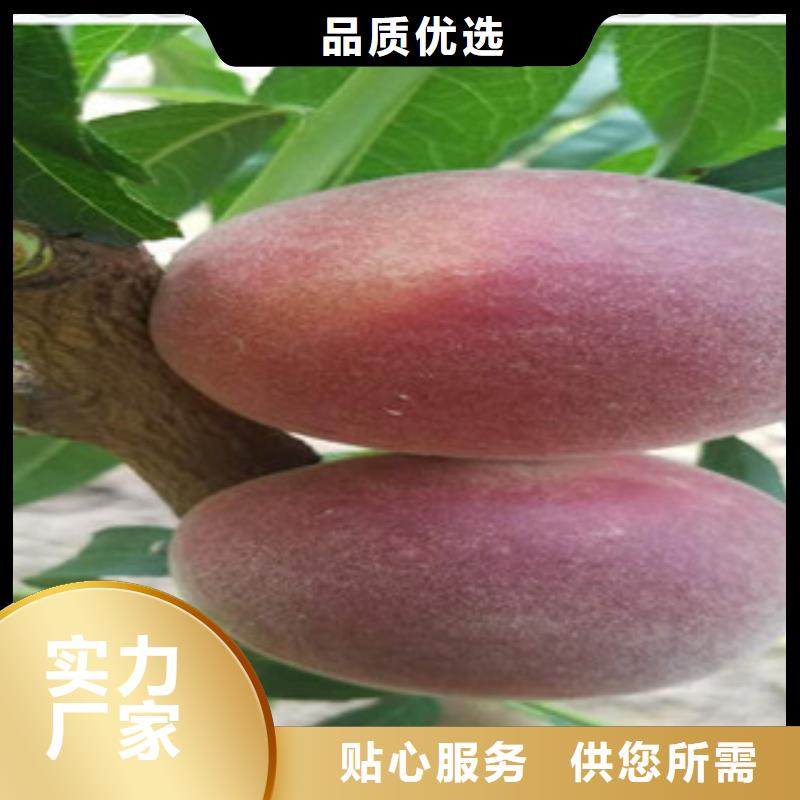 广州丽春油桃树苗哪里有卖的