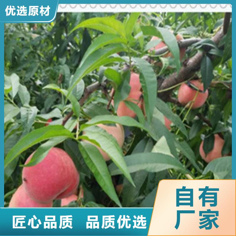 广州映霜红桃树苗新品种