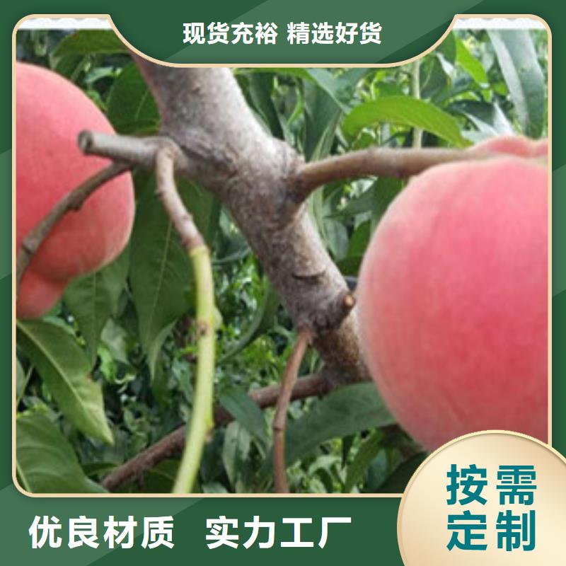 福州中蟠17号桃树苗供应