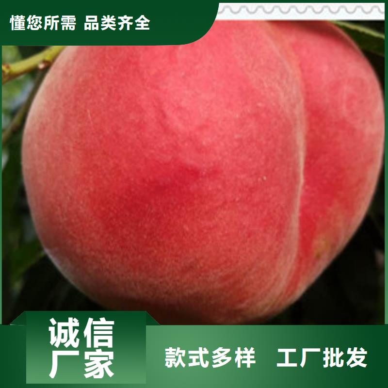 重庆黄金蟠桃树苗品种大全