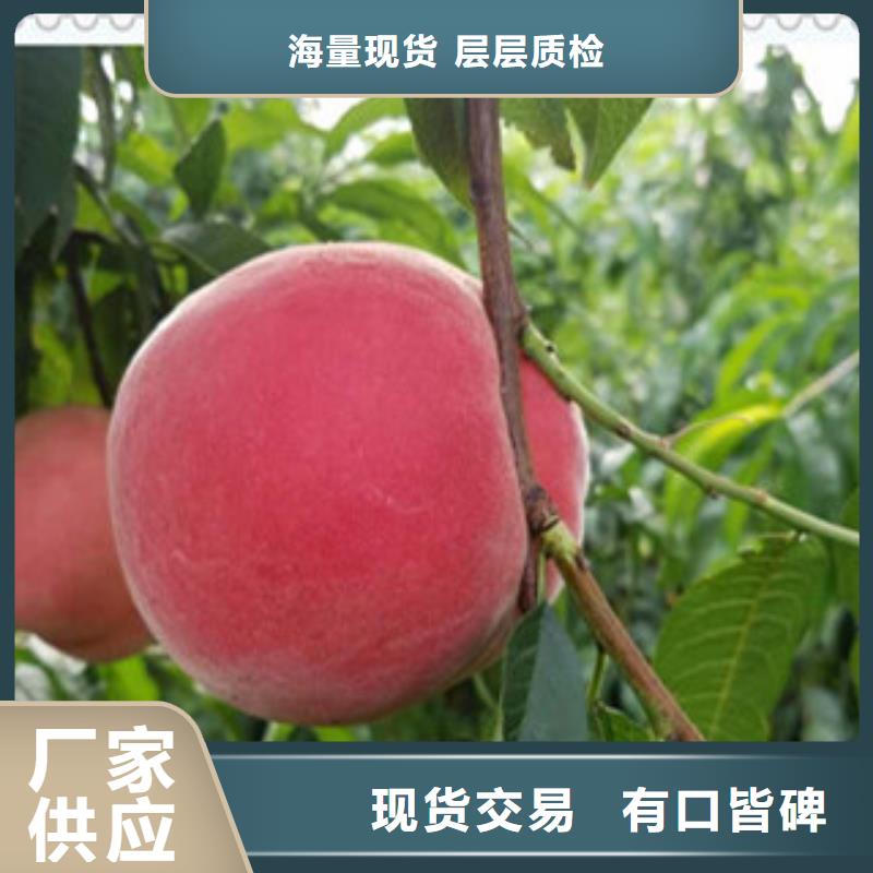苏州美国红桃树苗品种