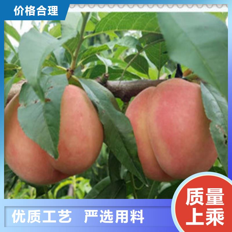广州映霜红桃树苗种植方法
