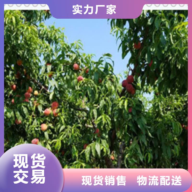 赤峰川中岛桃树苗哪里的品种纯