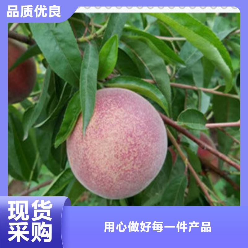广州秋丽桃树苗高产品种