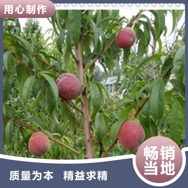 太原超红珠油桃树苗品种
