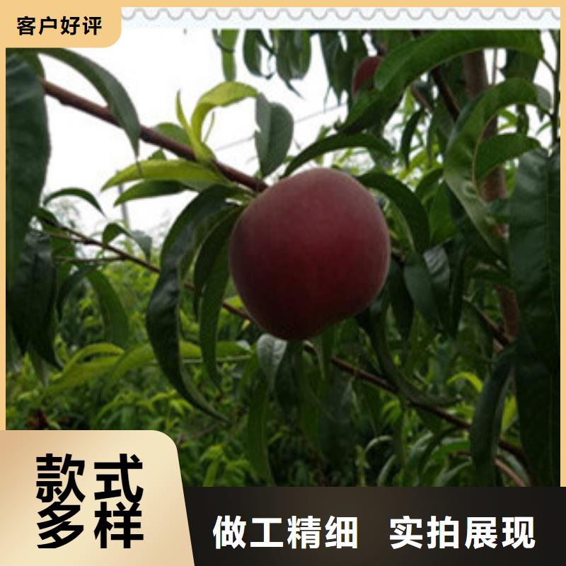 大庆中熟油桃树苗新品种