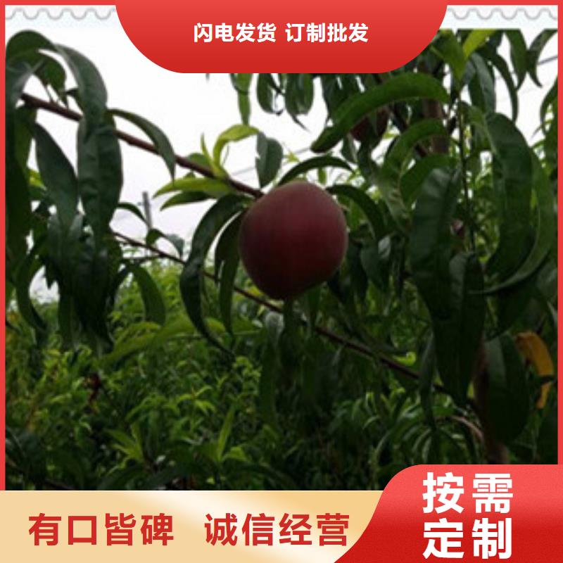 黔南中熟油桃树苗品种