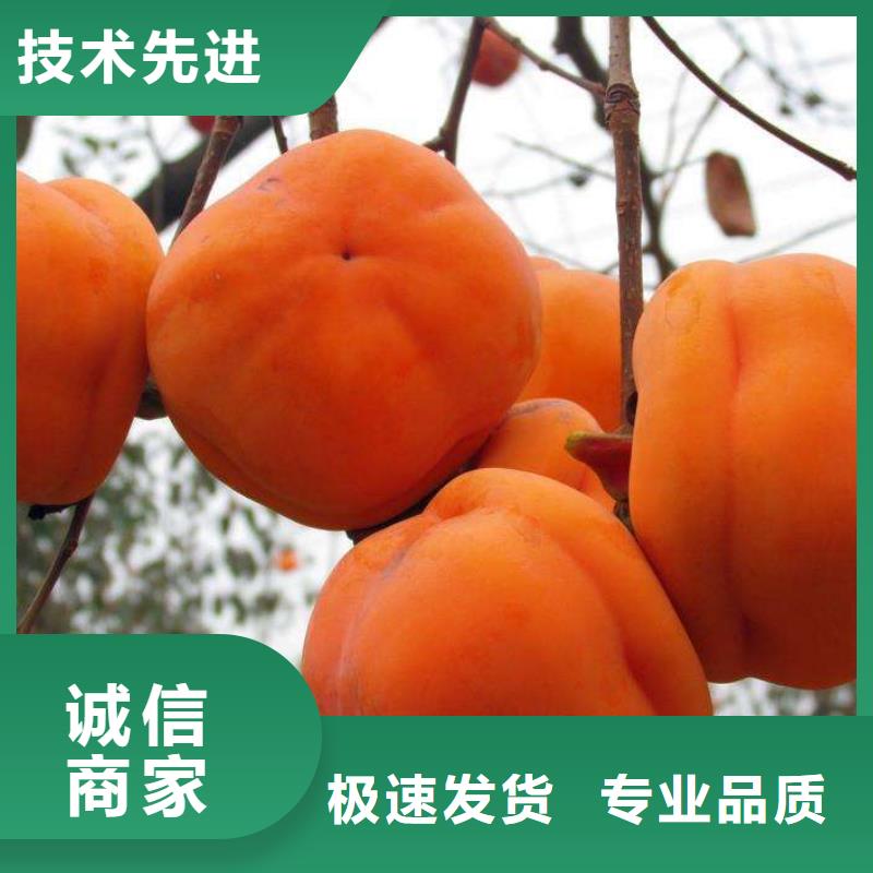 玉树4公分甜柿树苗价格大量供应