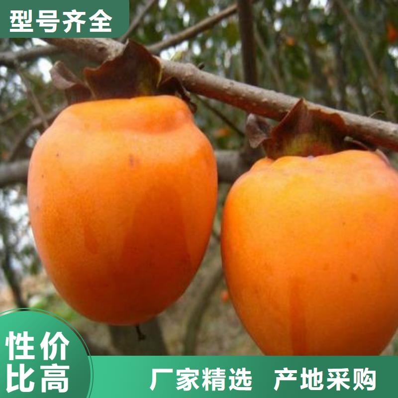 新疆4公分甜柿树苗价格质优价廉