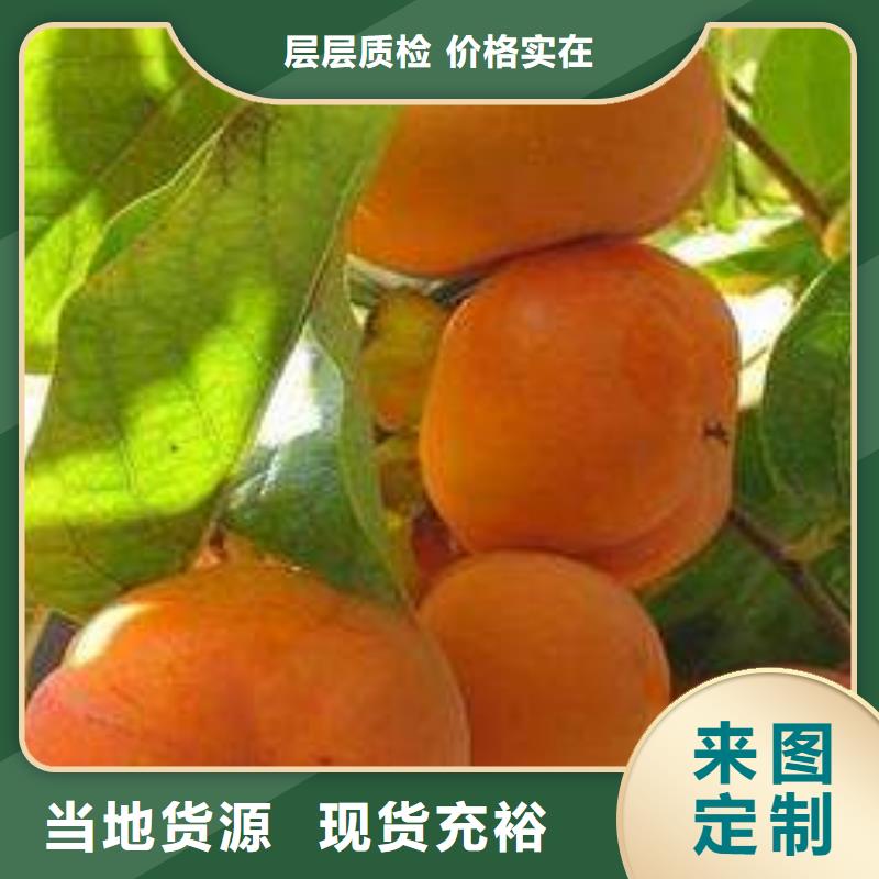 青海4公分甜柿树苗价格品种多样
