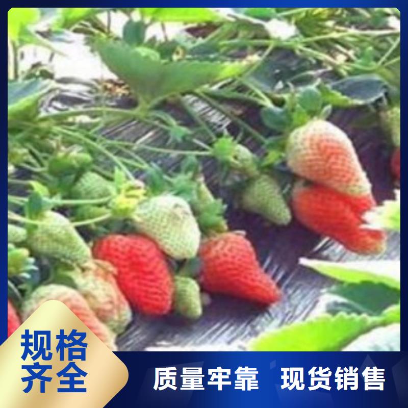 北京草莓苗报价