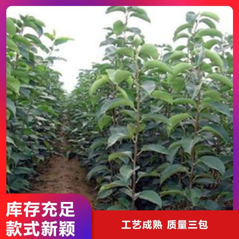 上海秋月梨树苗种植方法
