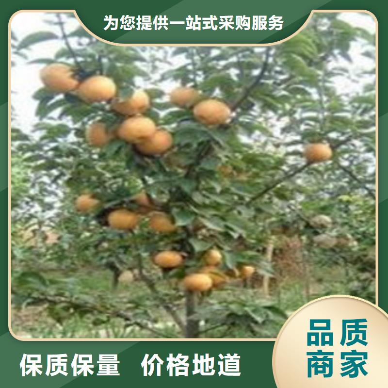 衡阳黄冠梨树苗品种介绍