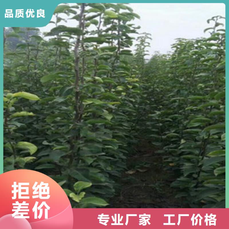 哈尔滨黄冠梨树苗品种介绍