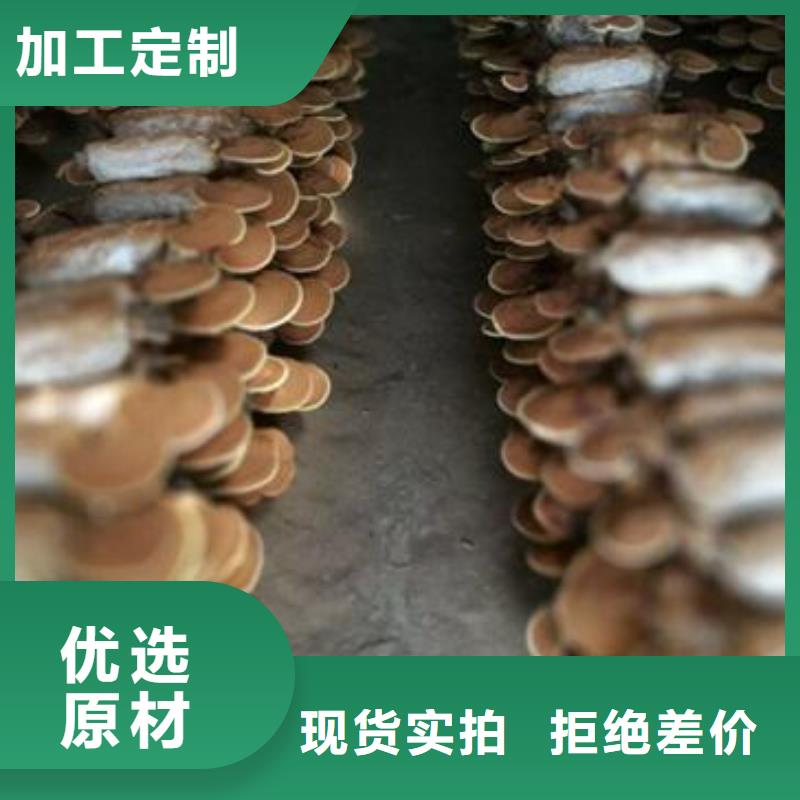 南京灵芝破壁孢子粉生产基地