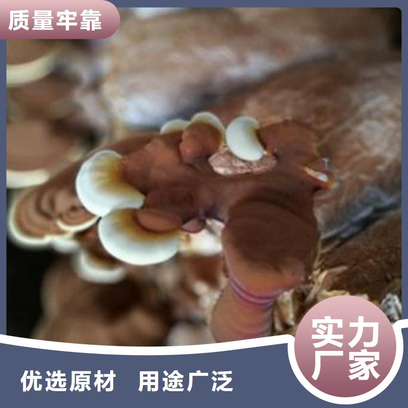 亳州灵芝菌种品质保证