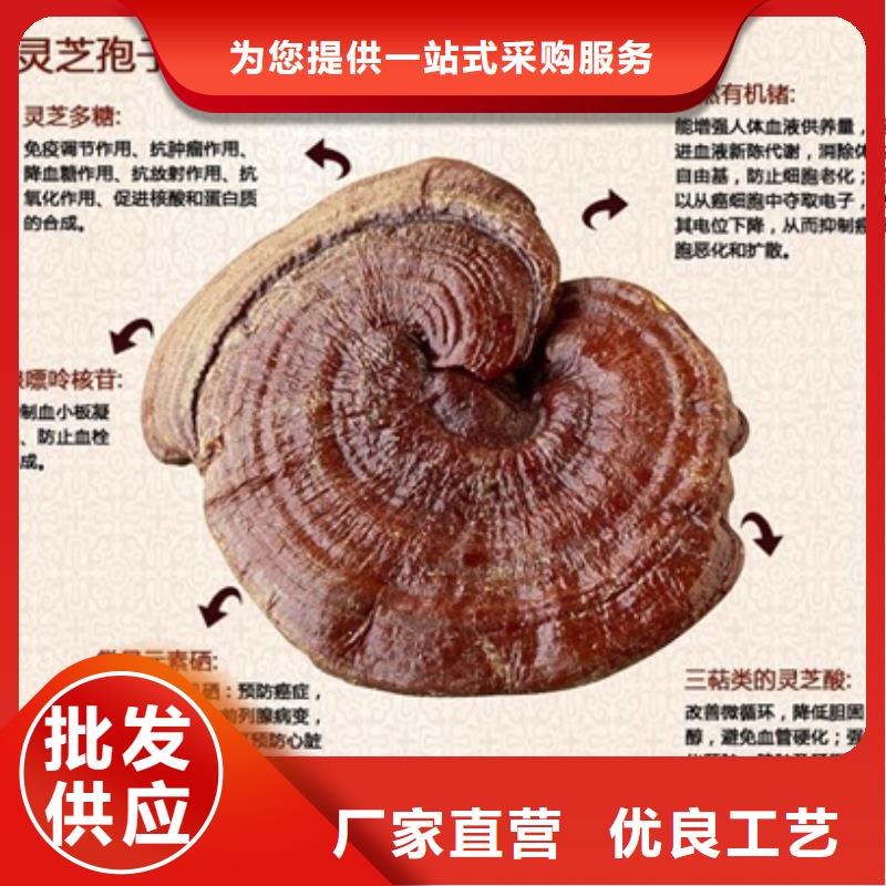 蚌埠灵芝菌种品质保证