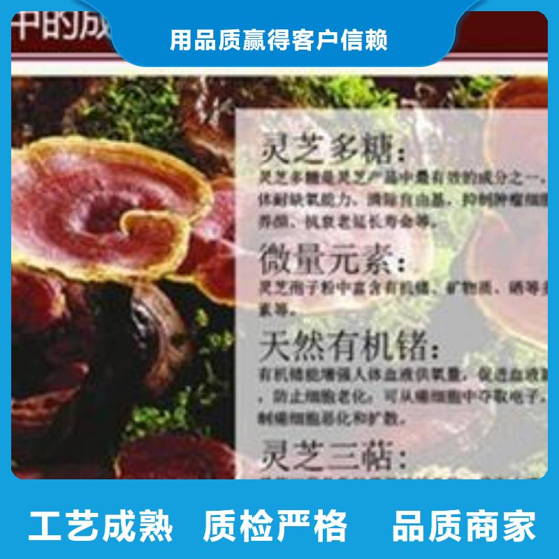 扬州灵芝菌种优质批发