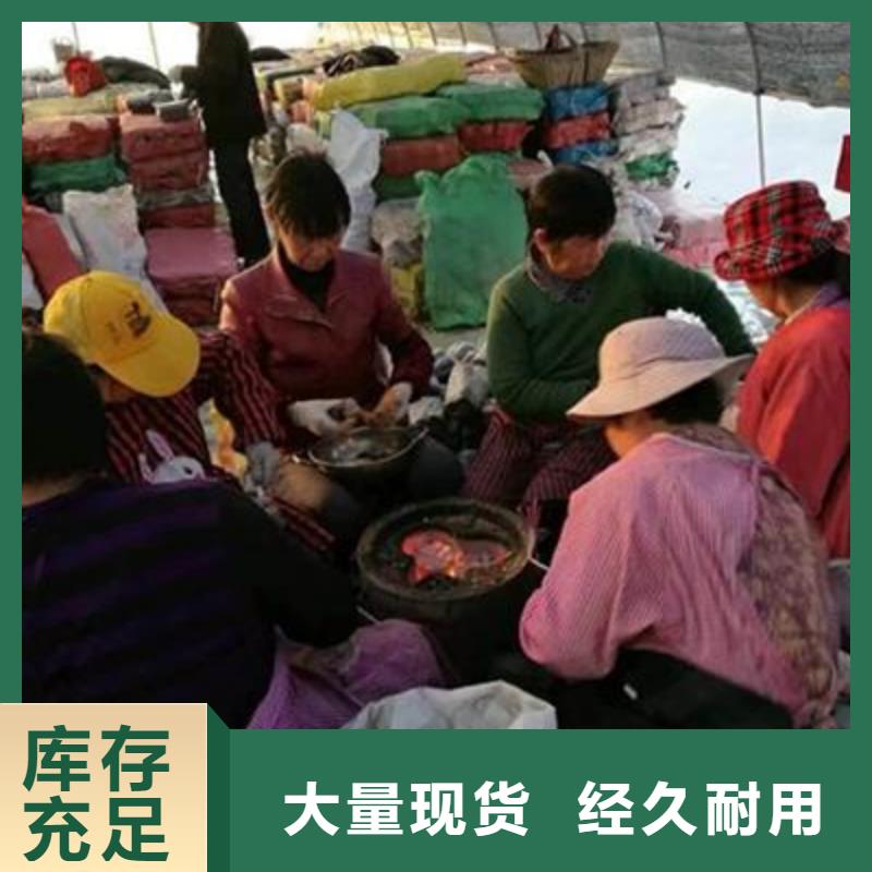 扬州灵芝菌种品质保证
